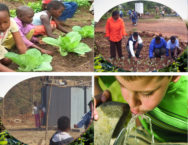 From Wastewater to Food Security