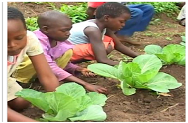 SCHOOL FOOD GARDENS